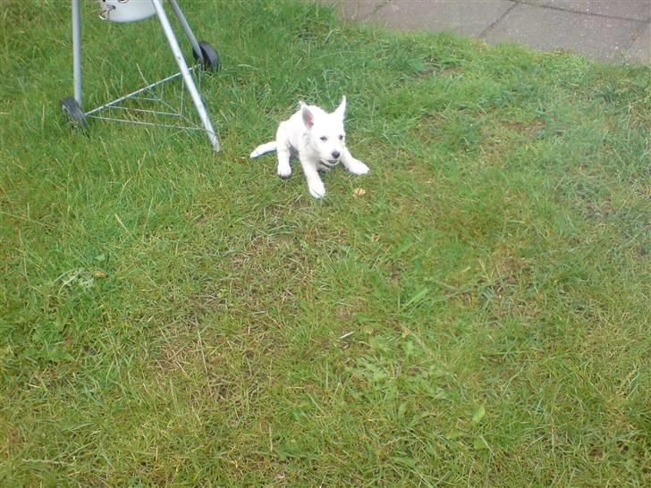 West highland white terrier Emma billede 6