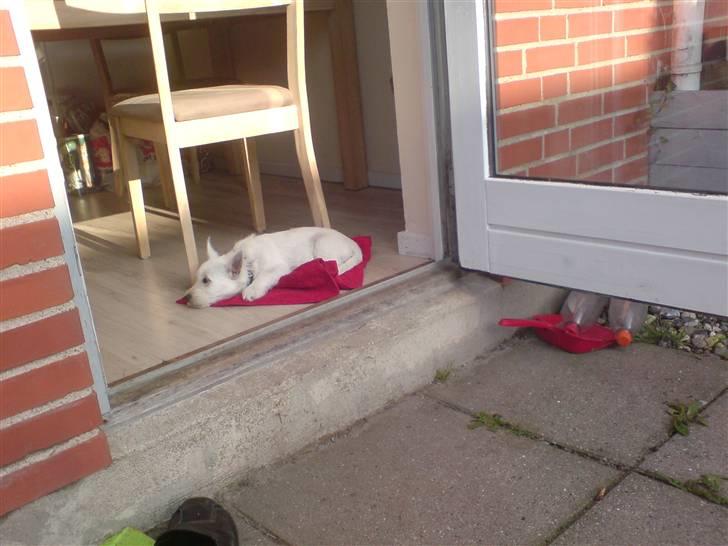 West highland white terrier Emma billede 7