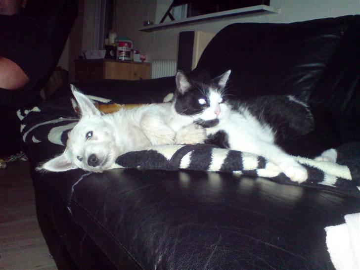 West highland white terrier Emma billede 8