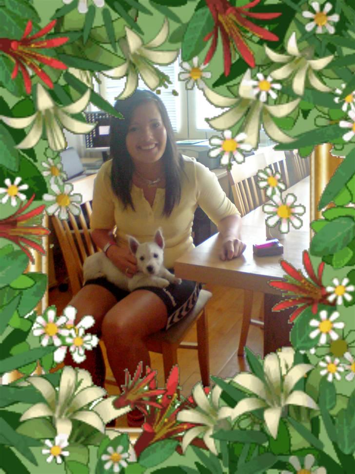 West highland white terrier Emma billede 9