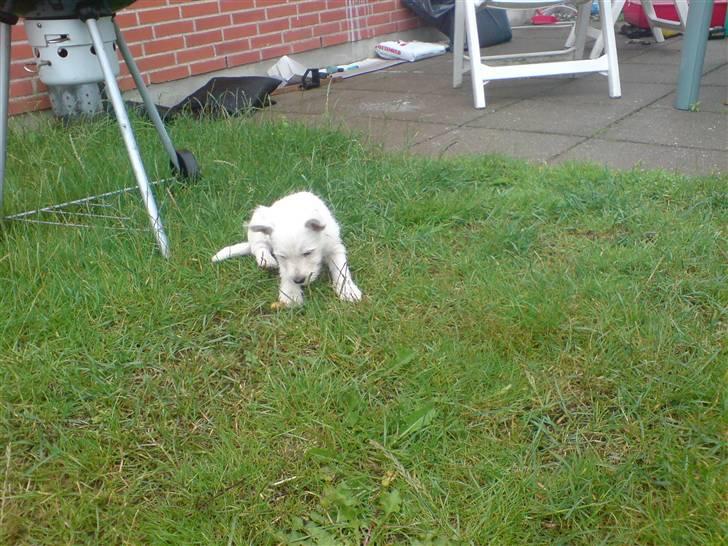 West highland white terrier Emma billede 10