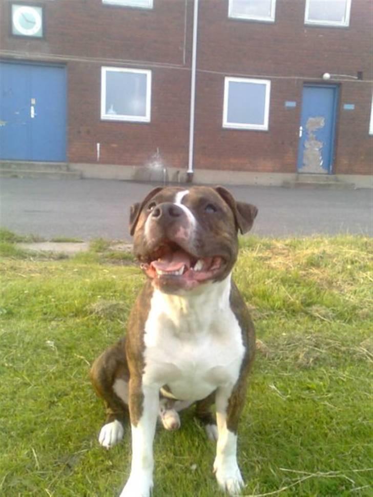 Amerikansk staffordshire terrier Thjino billede 1