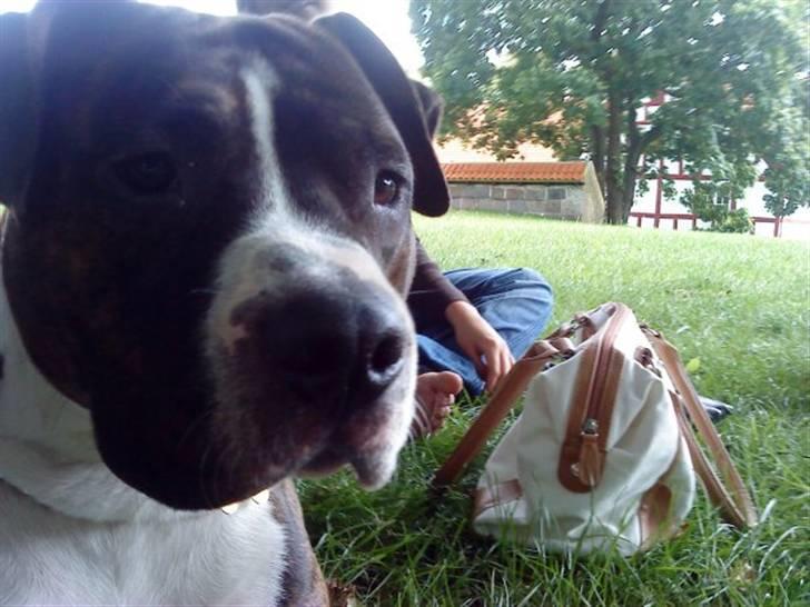 Amerikansk staffordshire terrier Thjino billede 2