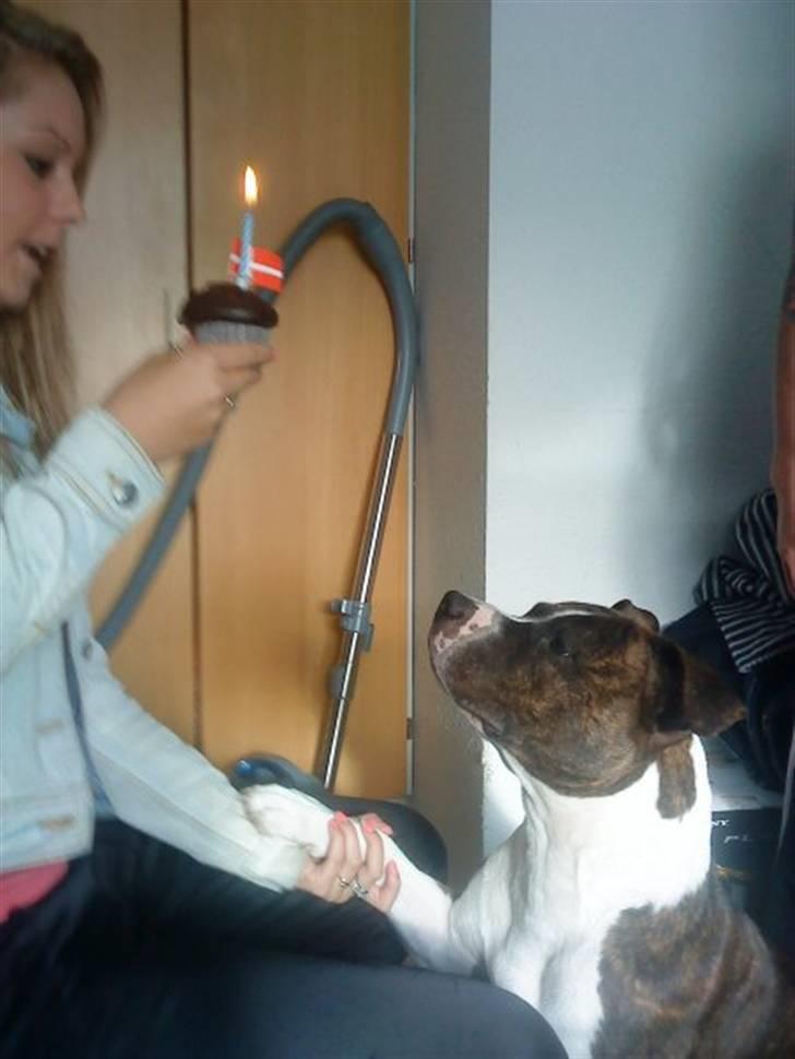 Amerikansk staffordshire terrier Thjino billede 4