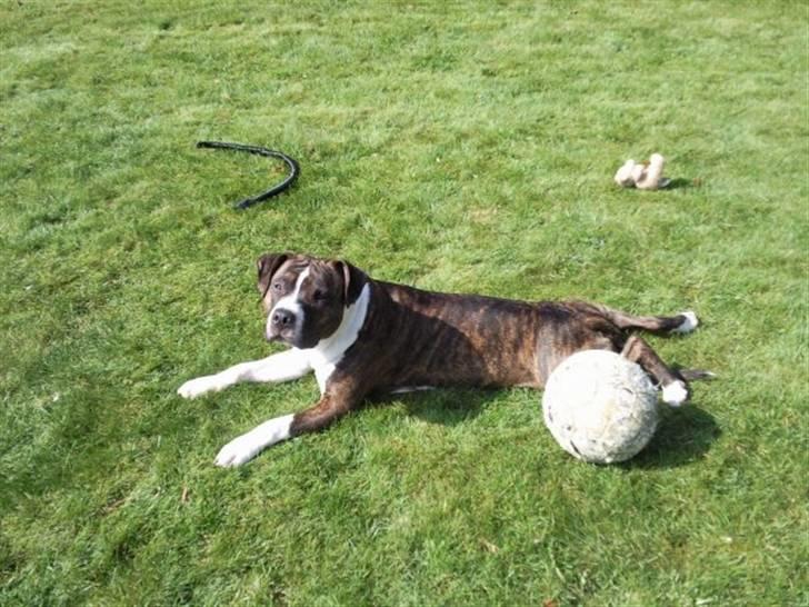 Amerikansk staffordshire terrier Thjino billede 5