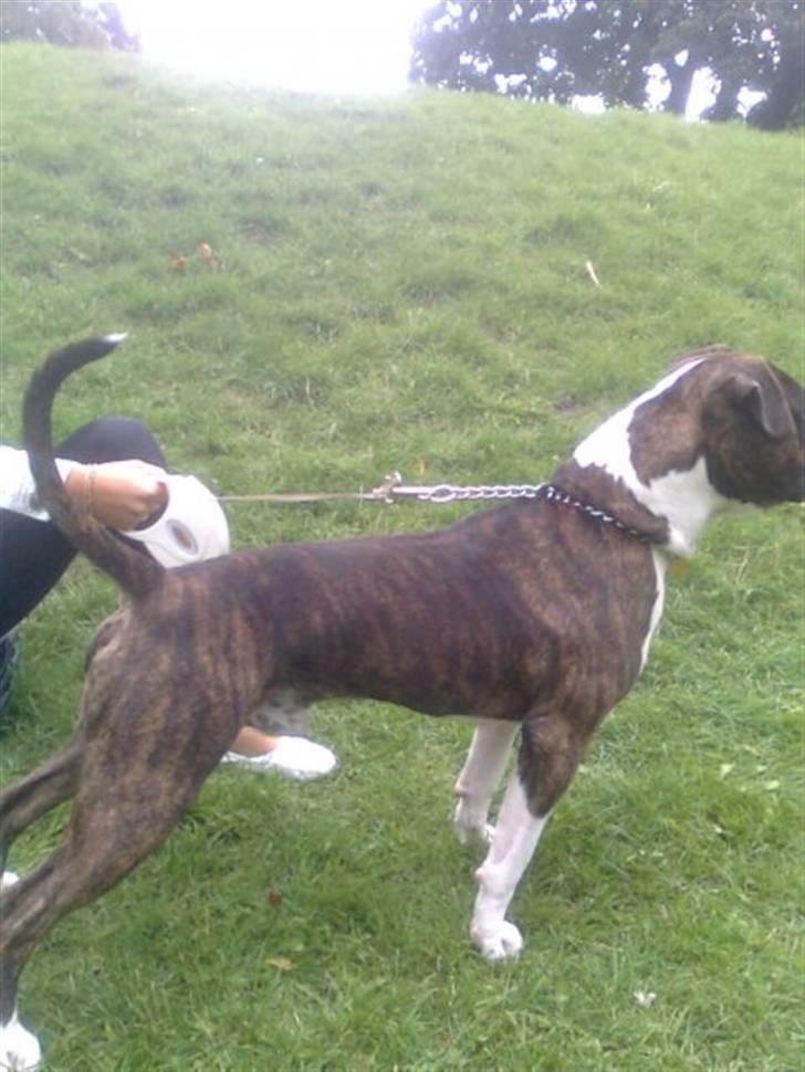 Amerikansk staffordshire terrier Thjino billede 6