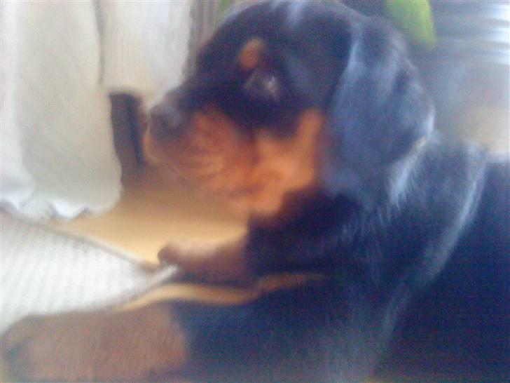 Rottweiler loke billede 2