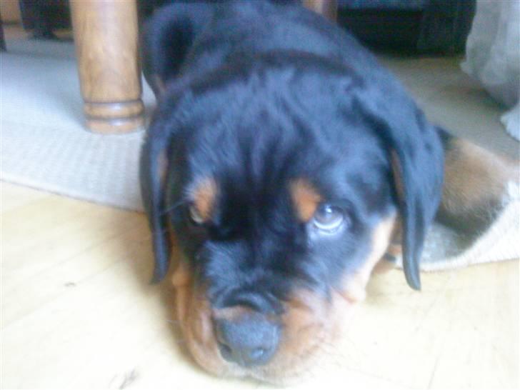 Rottweiler loke billede 3