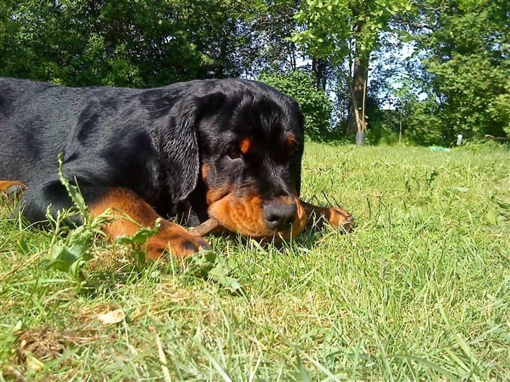 Rottweiler loke billede 4