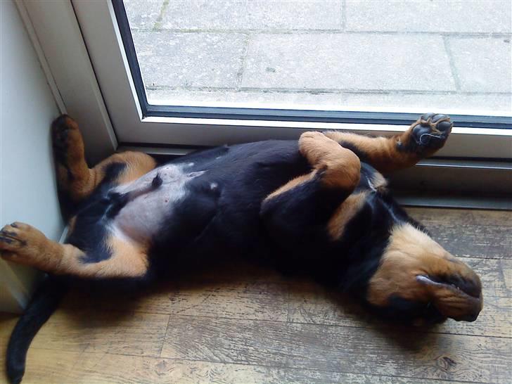 Rottweiler loke billede 5