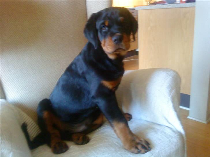 Rottweiler loke billede 6