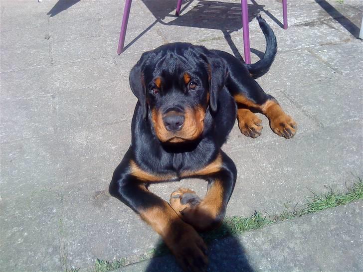 Rottweiler loke billede 7