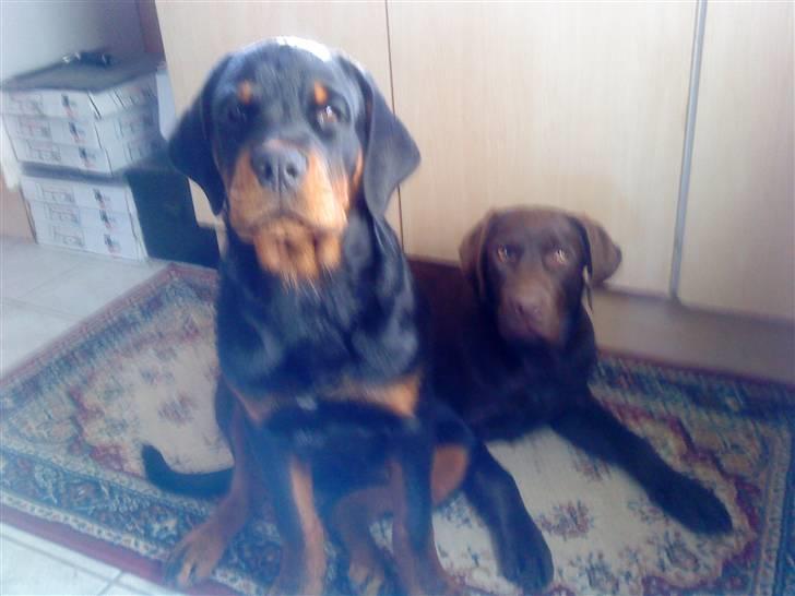Rottweiler loke billede 8