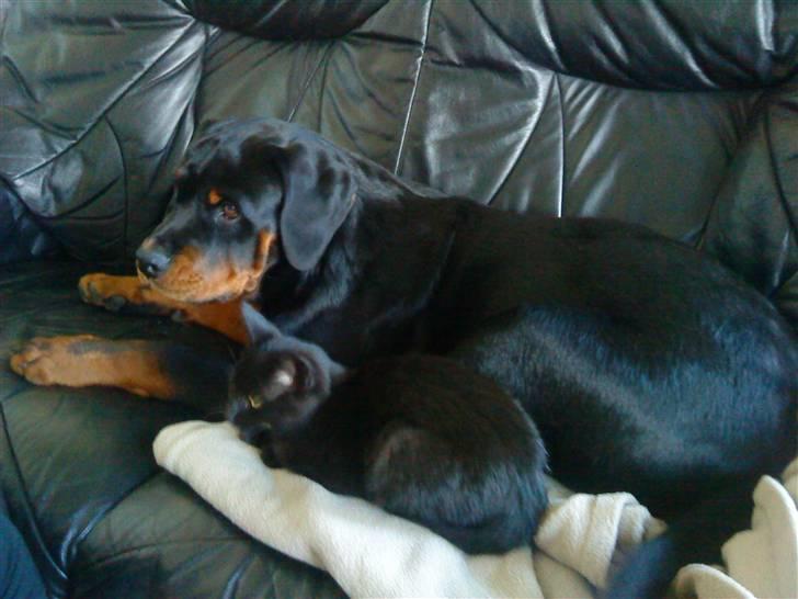 Rottweiler loke billede 9