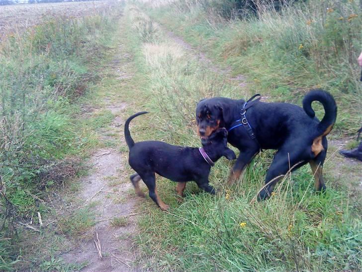 Rottweiler loke billede 10