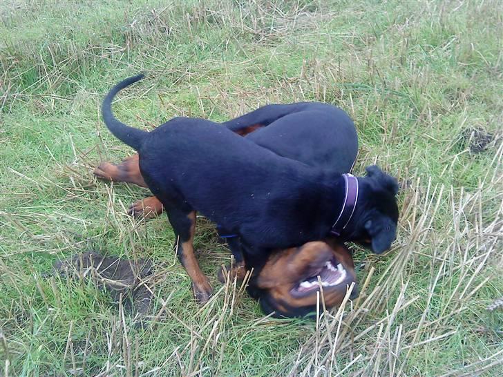 Rottweiler loke billede 11