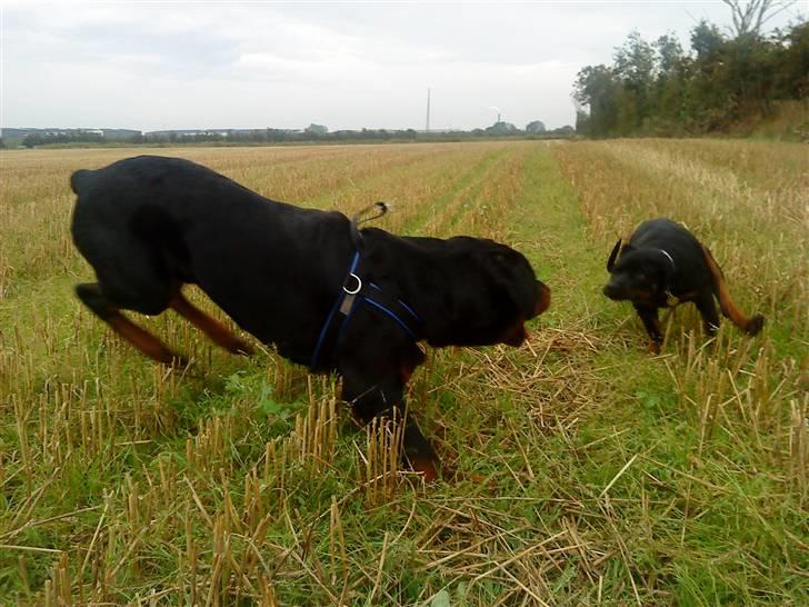 Rottweiler loke billede 12