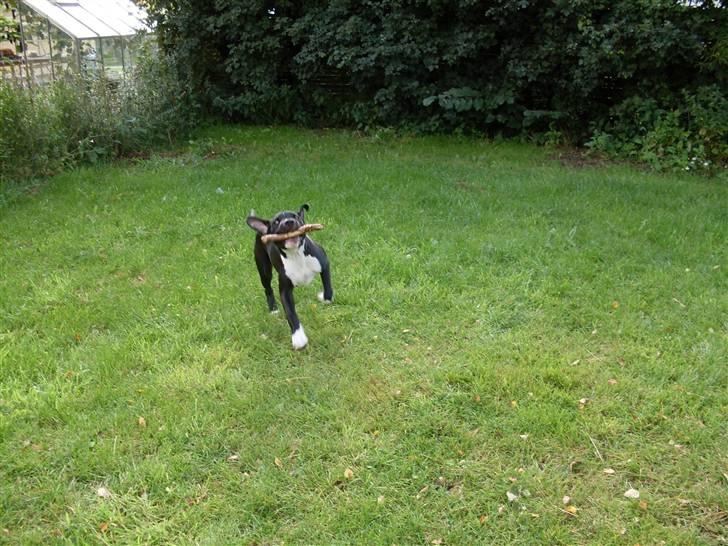 Amerikansk staffordshire terrier Chicco billede 11