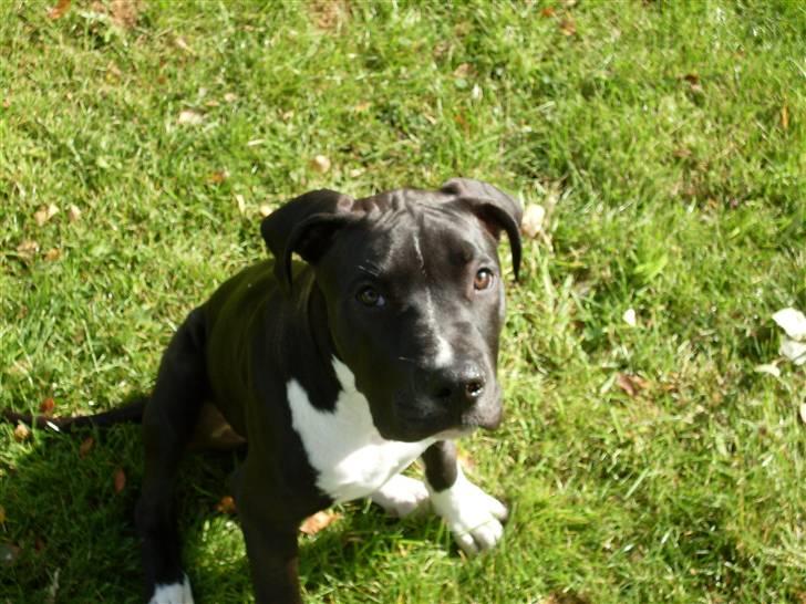 Amerikansk staffordshire terrier Chicco billede 12