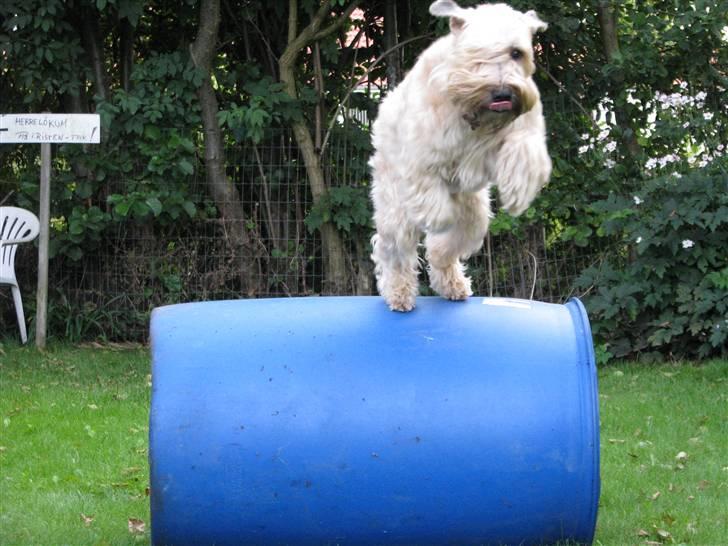Irish softcoated wheaten terrier Hemi billede 9