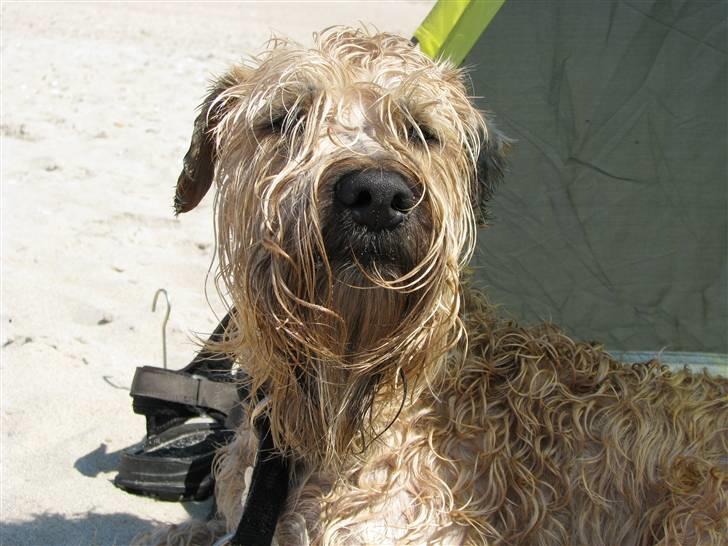 Irish softcoated wheaten terrier Hemi billede 10