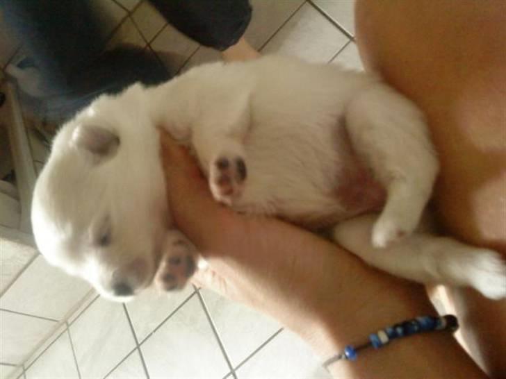 Pomeranian Laika - se mine øjne er åbnet en smule nu ^^ billede 4