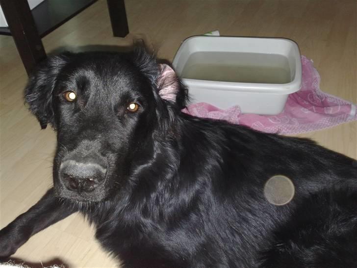 Blanding af racer Rossi billede 15