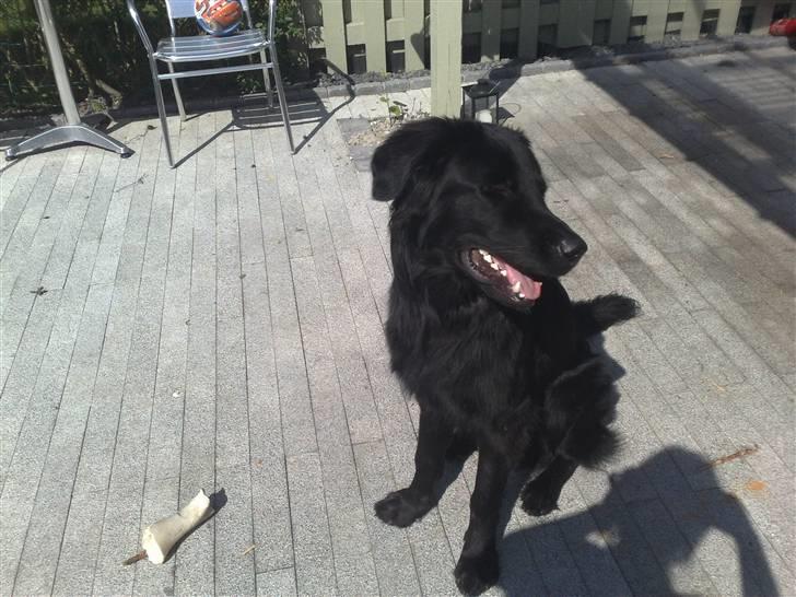 Blanding af racer Rossi billede 16