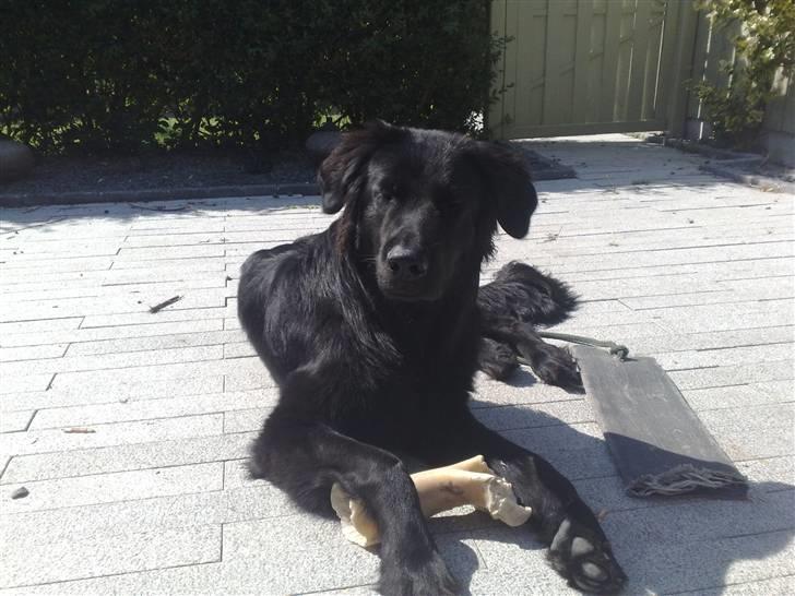 Blanding af racer Rossi billede 17