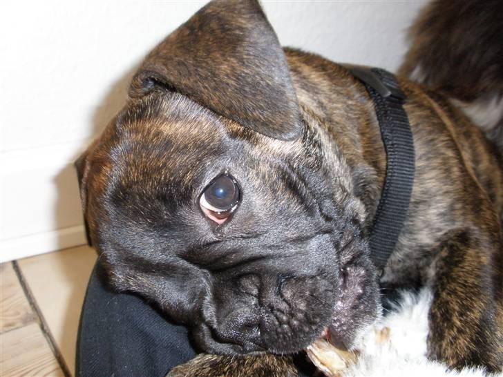 Olde english bulldogge Arnold, bullgaards billede 6