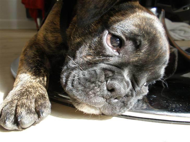 Olde english bulldogge Arnold, bullgaards billede 7