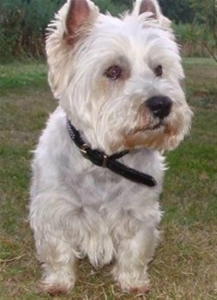 West highland white terrier Rocky "of White Roses" billede 8
