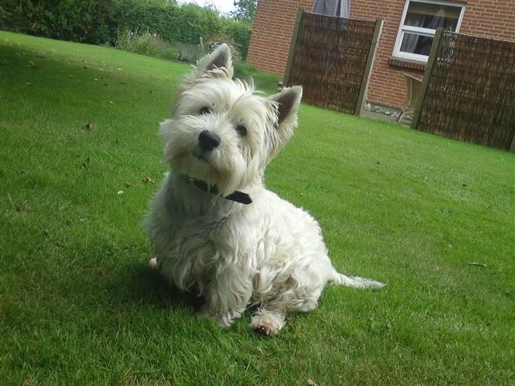 West highland white terrier Rocky "of White Roses" billede 9