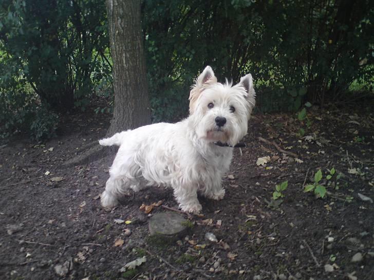West highland white terrier Rocky "of White Roses" billede 10