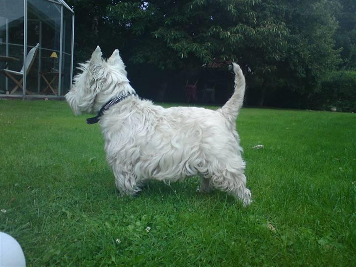 West highland white terrier Rocky "of White Roses" billede 11