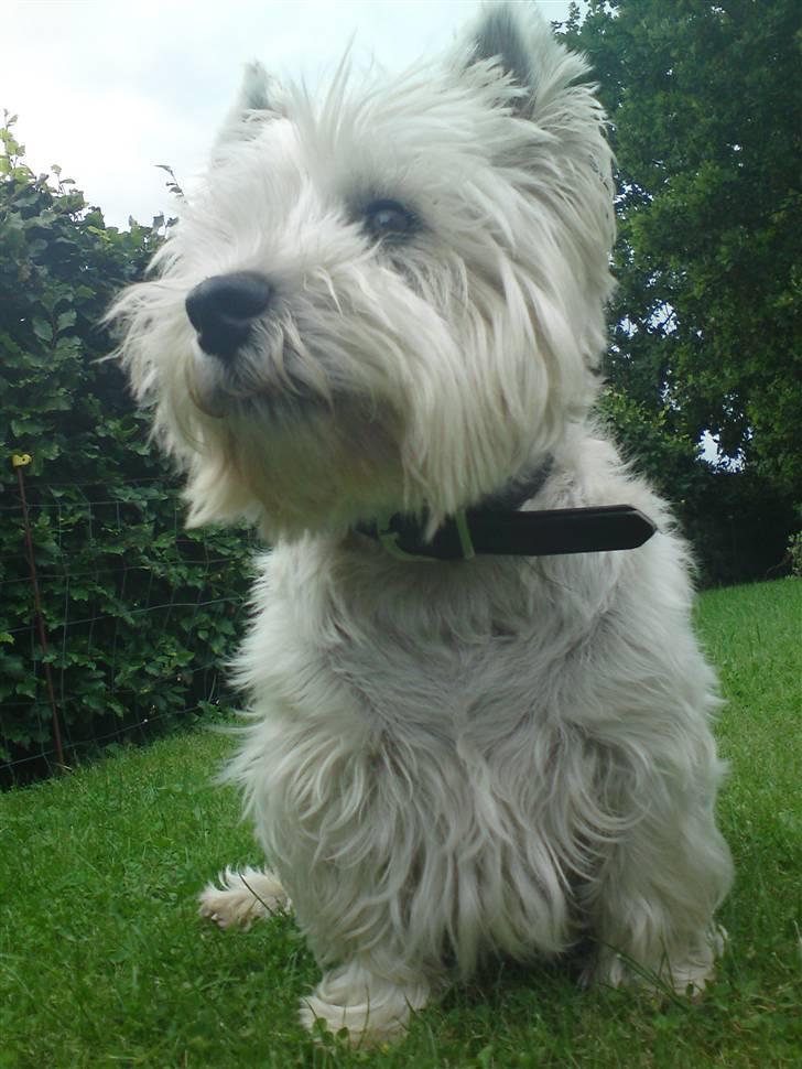 West highland white terrier Rocky "of White Roses" billede 12