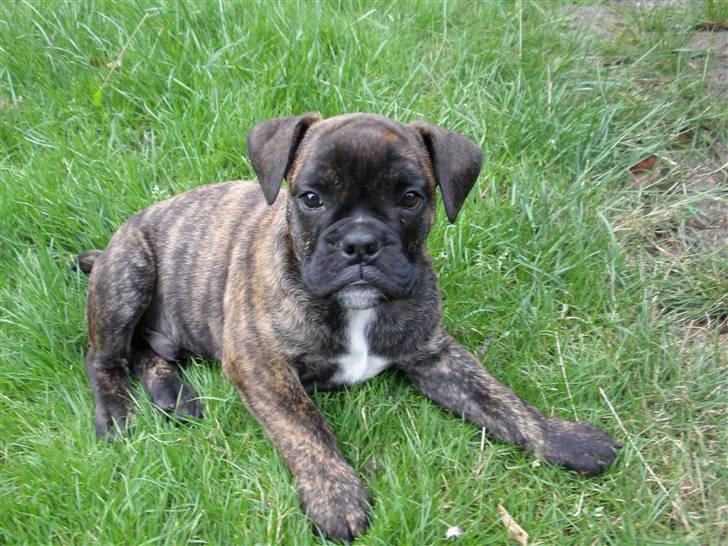 Olde english bulldogge Arnold, bullgaards billede 9