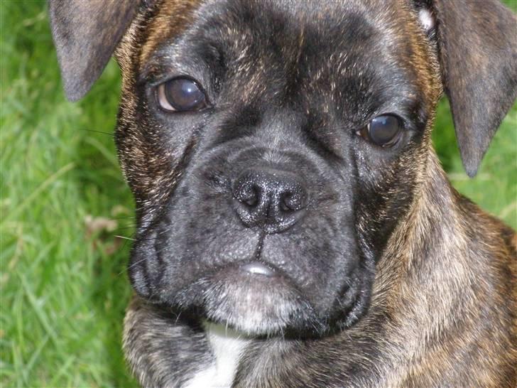 Olde english bulldogge Arnold, bullgaards billede 10