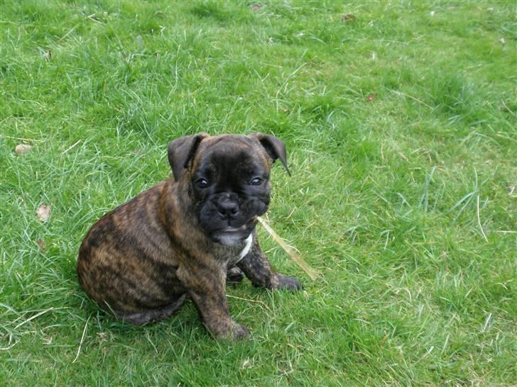Olde english bulldogge Arnold, bullgaards billede 11