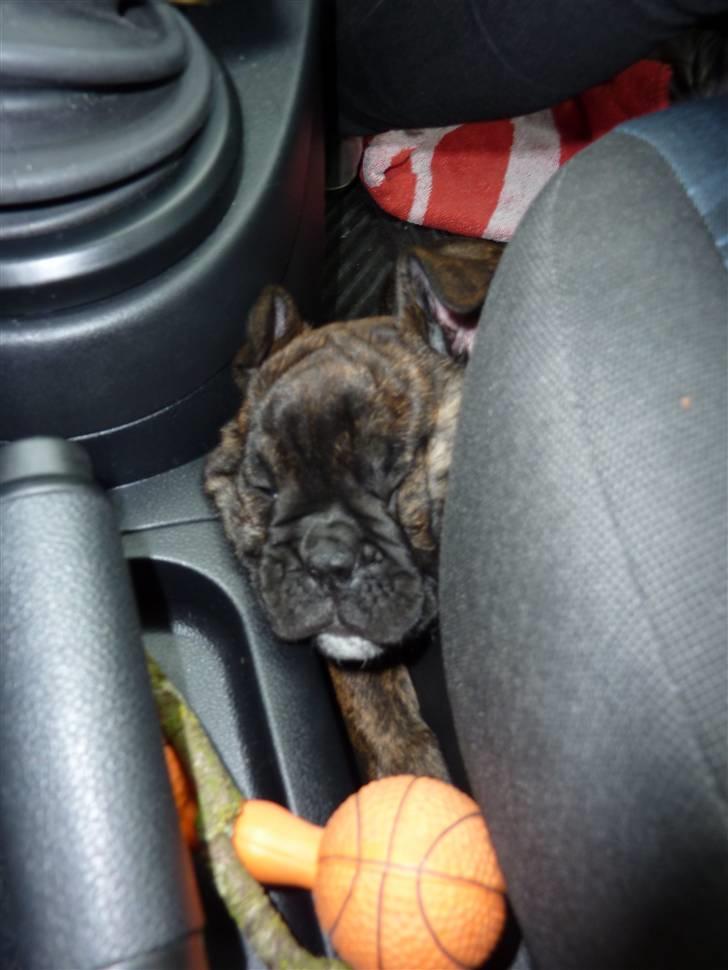 Olde english bulldogge Arnold, bullgaards billede 12