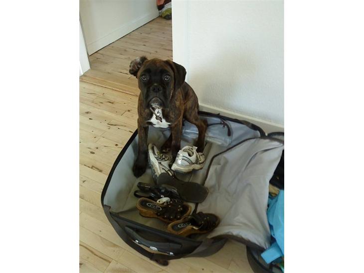 {{currentPhoto.altText}} billede {{currentPhoto.number}}