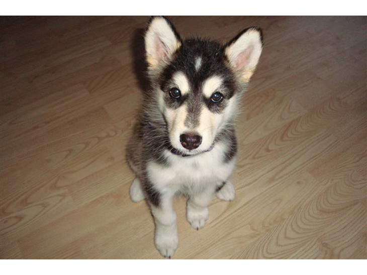 Alaskan malamute Tilde - 8 uger gammel.. og lige kommet hjem... kan allerede sit... men fik lidt hjælp  billede 1