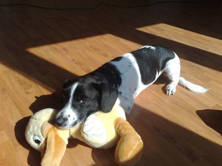 {{currentPhoto.altText}} billede {{currentPhoto.number}}