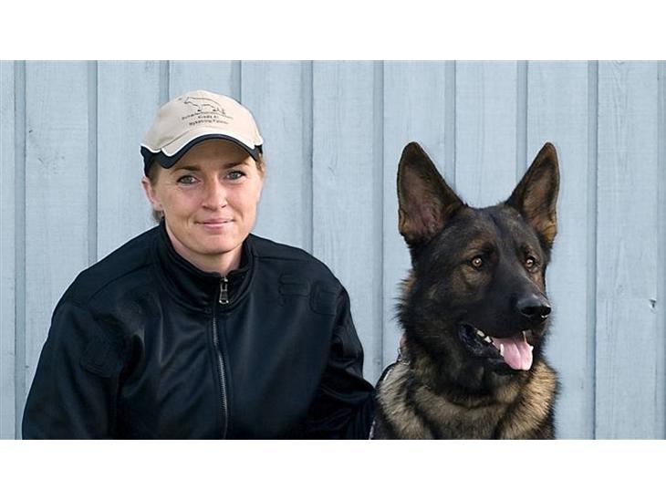 Schæferhund Kenzally´s Alpha (Kenzo) R.I.P   : ( - Velkommen til Kenzo´s profil : ) billede 1
