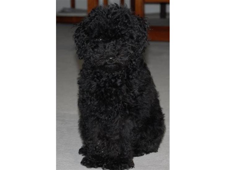 Toypuddel nolle han er sort, flot,sød og rar...