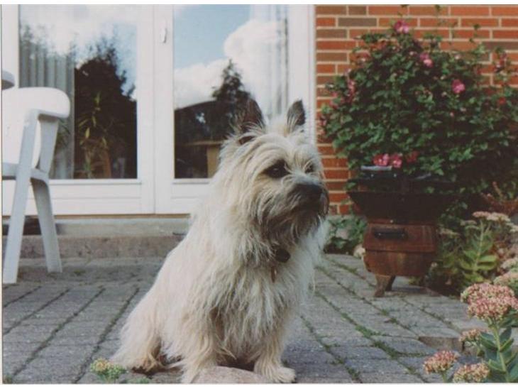 Cairn terrier Rufus R.I.P - Velkommen til Rufus Profil billede 1