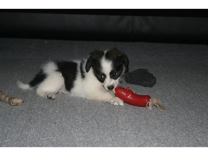 {{currentPhoto.altText}} billede {{currentPhoto.number}}