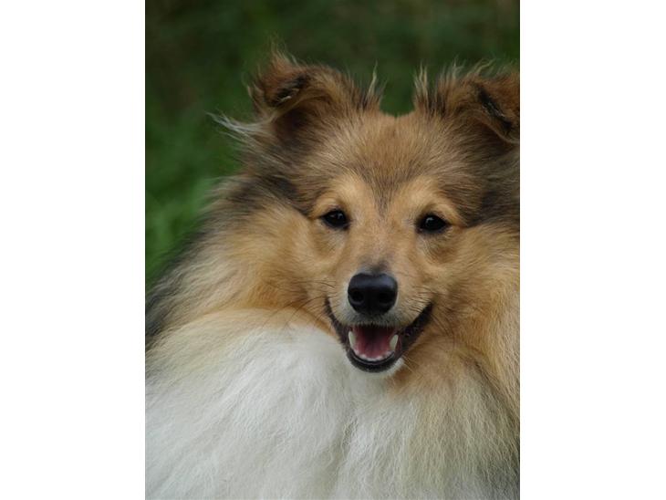 Shetland sheepdog Zimba billede 1