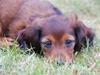 Miniature gravhund Nikki
