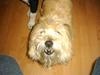 Cairn terrier Max